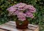 SEDUM SPECTABILE HOT STUFF