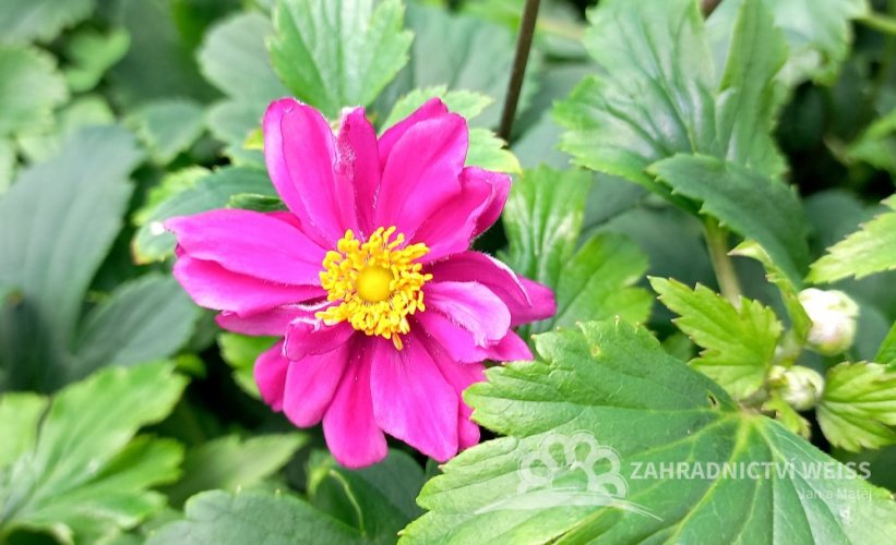 ANEMONE x HYBRIDA GARDEN BREEZE ROSY RED