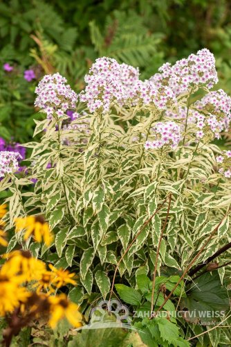 PHLOX PANICULATA - SUMMER FLOWERING NORA LEIGH