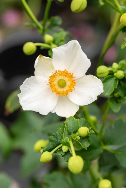 SASANKA - ANEMONE HYB. SUMMER BREEZE SNOW