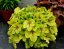 HEUCHERELLA HYB. MOJITO