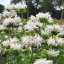 MONARDA BEE BRIGHT