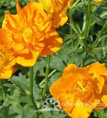 UPOLÍN - TROLLIUS CHINENSIS "GOLDEN QUEEN"