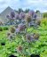 MAČKA - ERYNGIUM PLANUM BLUE HOBIT