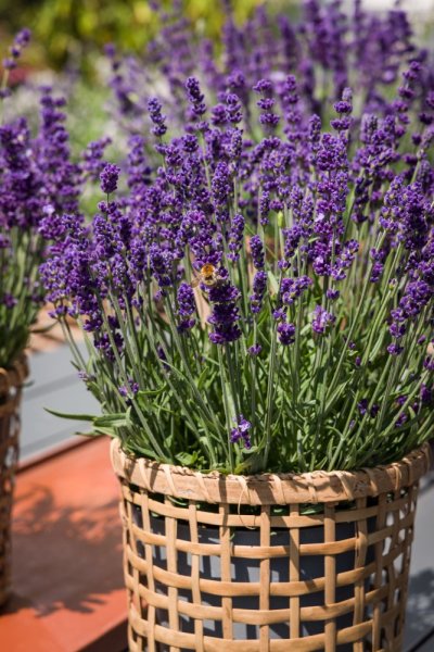 LEVANDULE - LAVANDULA ANGUSTIFOLIA  AROMATICO EVOLUTION
