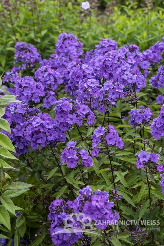 PHLOX PANICULATA BLUE PARADISE