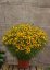 KRASNOOČKO - COREOPSIS VERTICILLATA FIREFLY