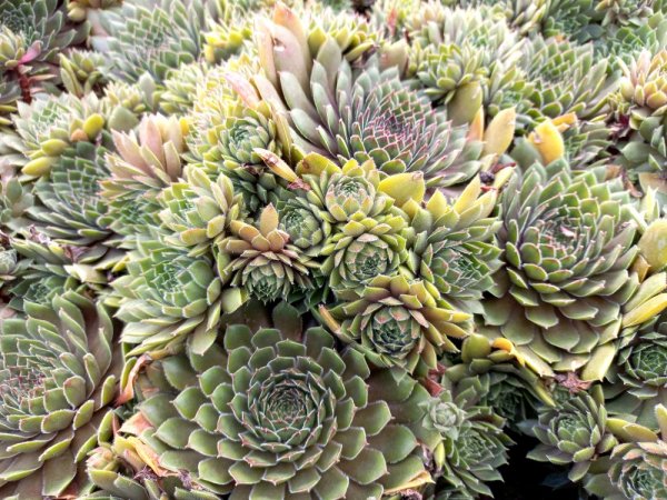 NETŘESK – BIG SAM CORAL GREY