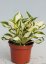 HOSTA - "FIRE & ICE"