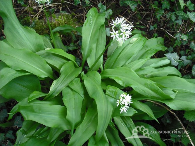 MEDVĚDÍ ČESNEK - ALLIUM URSINUM  ROSTLINA
