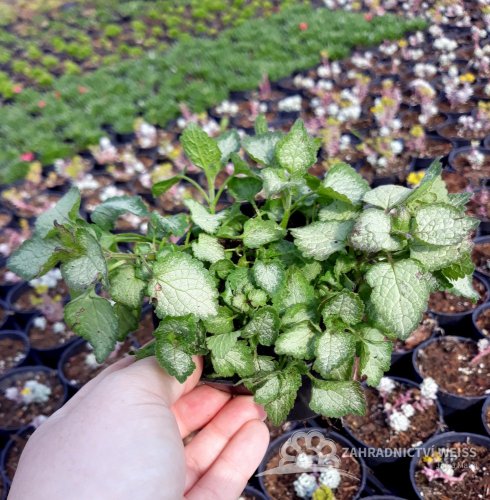 HLUCHAVKA SKVRNITÁ - LAMIUM MACULATUM 'PURPLE DRAGON'