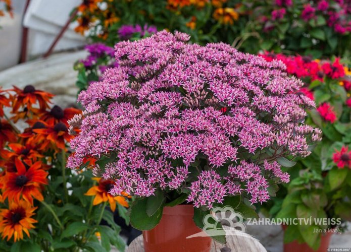 SEDUM TELEPHIUM CLOUD WALKER
