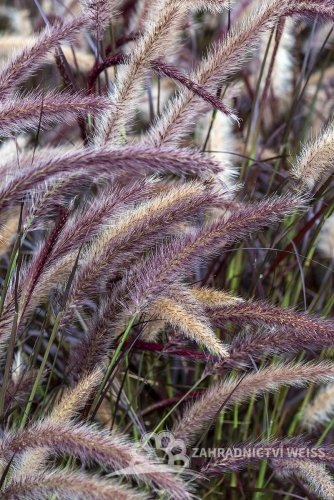 DOCHAN - PENNISETUM LITTLE RUBIN