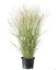 PROSO PRUTNATÉ - PANICUM VIRGATUM BUFFALO GREEN