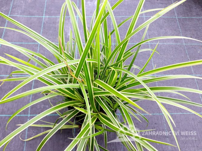 OSTŘICE JAPONSKÁ - CAREX MORROWII „ICE DANCE“