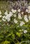 ANEMONE HONORINE JOBERT