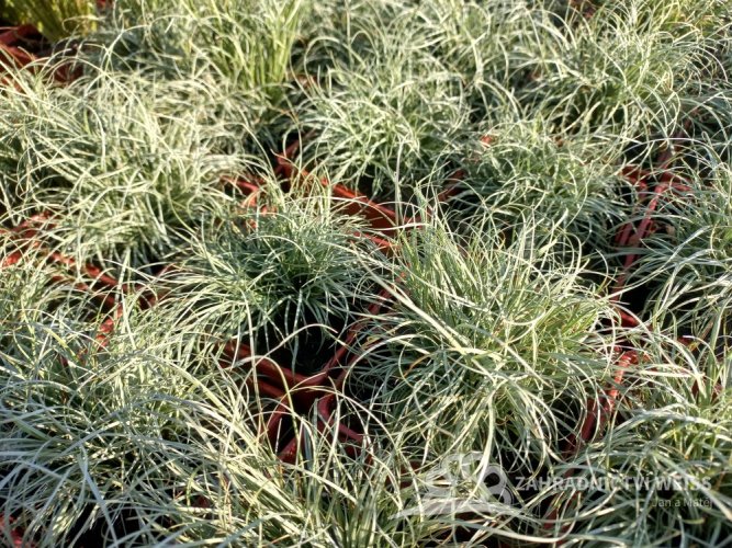OSTŘICE CHOCHOLATÁ - CAREX COMANS FROSTED CURLS