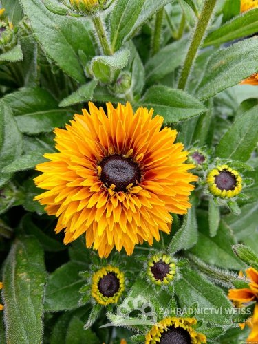 RUDBECKIA HYB. FLAMENCO  BRIGHT ORANGE®