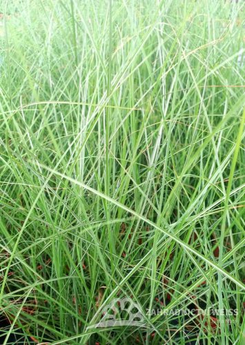 OZDOBNICE ČÍNSKÁ - MISCANTHUS SINENSIS GRACILLIMUS