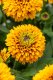 RUDBECKIA HIRTA JAMAICA
