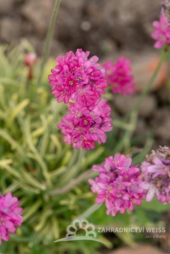 TRAVNIČKA PŘÍMOŘSKÁ - ARMERIA NIFTY THRIFTY