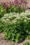 JARMANKA VĚTŠÍ - ASTRANTIA ASTRA WHITE