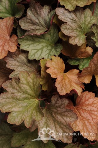HEUCHERA VILLOSA CARNIVAL WATERMELON