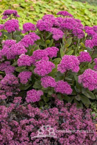 SEDUM TELEPHIUM MR GOODBUD