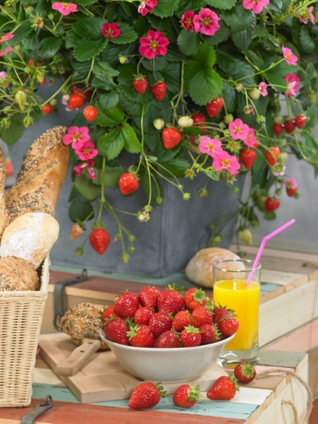 JAHODA PŘEVISLÁ - TOSCANA F1