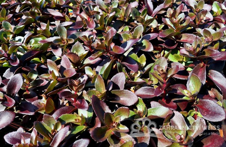SEDUM TELEPHIUM DARK MAGIC