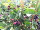 MUCHOVNÍK – AMELANCHIER PRINC WILLIAM