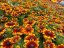 RUDBECKIA X HYBR. LITTLEBECKIA SUNRISE