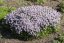 MATEŘÍDOUŠKA - THYMUS LONGICAULIS