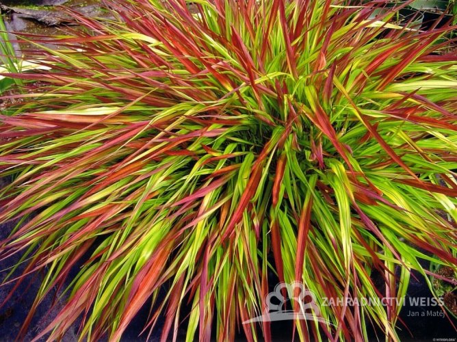 RÁKOSOVKA VELKÁ -HAKONECHLOA MACRA MULLED WINE