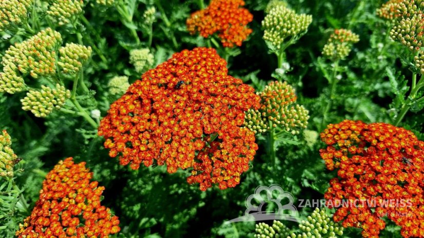 ACHILLEA MILLEFOLIUM SASSY SUMMER SUNSET