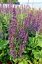 SALVIA SUPERBA DWARF BLUE QUEEN