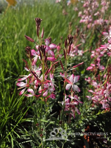 GAURA LIND. ROSY JANE