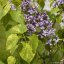 ŠEŘÍK OBECNÝ - SYRINGA VULGARIS AUCUBAEFOLIA