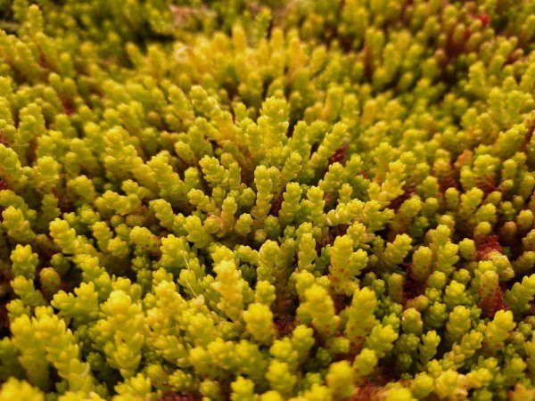 ROZCHODNÍK - SEDUM ACRE YELLOW QUEEN