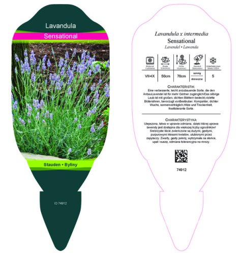 LEVANDULE PROSTŘEDNÍ - LAVANDULA x INTERMEDIA SENSATIONAL