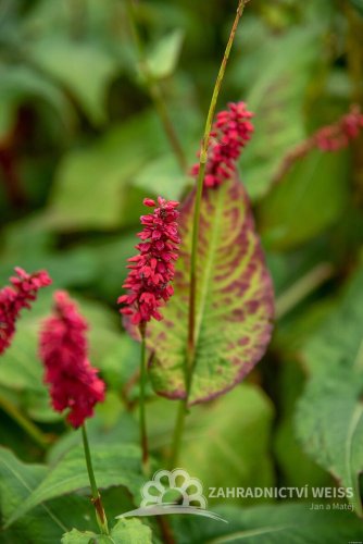 RDESNO – PERSICARIA AMPLEXICAULIS JS CALIENTE