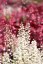 HEUCHERELLA HYBRIDA WHITE REVOLUTION
