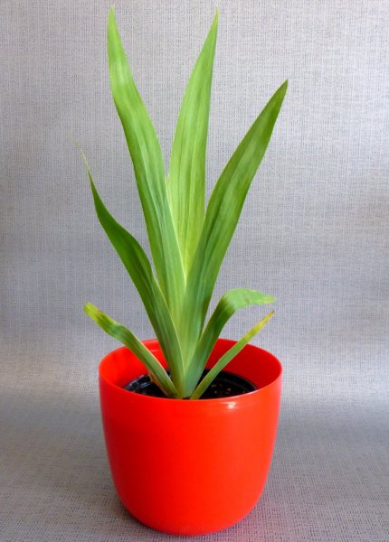 ANGÍNOVNÍK - BELAMCANDA CHINENSIS