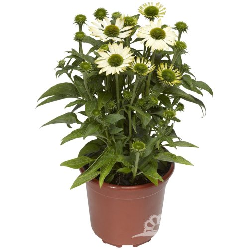 ECHINACEA PRAIRIE SPLENDOR WHITE COMPACT