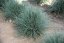 FESTUCA GLAUCA AZURIT