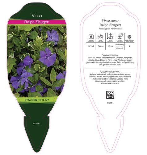 BARVÍNEK - VINCA MINOR RALPH SHUGERT