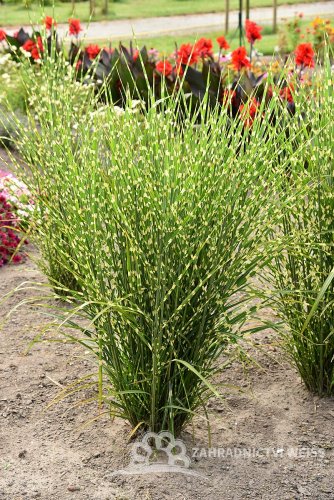 MISCANTHUS SINENSIS STRICTUS