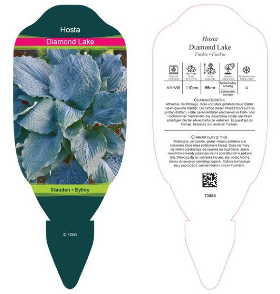 HOSTA DIAMOND LAKE