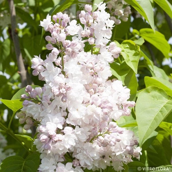 ŠEŘÍK OBECNÝ - SYRINGA VULGARIS  KRASAVITSA MOSKVY