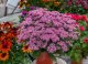 SEDUM TELEPHIUM CLOUD WALKER